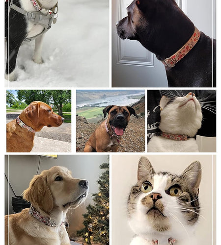 Pet Supplies, (Summer Blooms) Cat Collar, Dog Collar, Cat Leash, Dog Leash, Small Dog Collar, Medium Dog Collar, Large Dog Collar